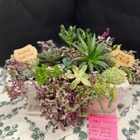 The Succulent Sanctuary item