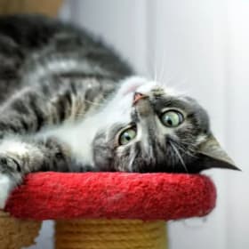 £10 voucher for PK's Pet Supplies item