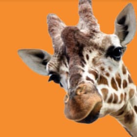 Chattanooga Zoo Passes (4) item