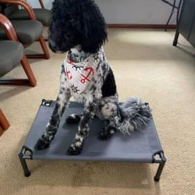 small/medium dog raised bed item