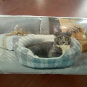 #2 Brand new cat or small dog bed item