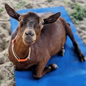 Goat Yoga - 2 passes item