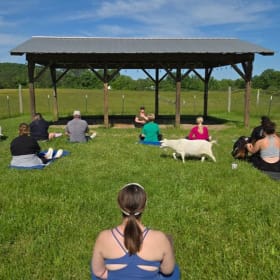 Goat Yoga - 2 passes item