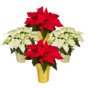 Variety 4 Pack 2-6" pot WHITE and 2-6" RED Poinsettias item