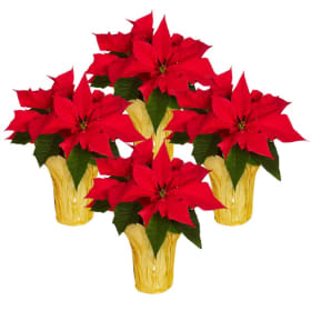 4 pack of 6" pot RED Poinsettias item