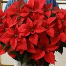 10" pot RED poinsettia item