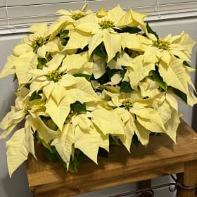 10" pot WHITE poinsettia item