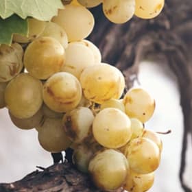 #1 Mia Nipote Final Vintage – Single Bottle item