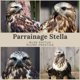 Parrainage Stella, Buse pattue item