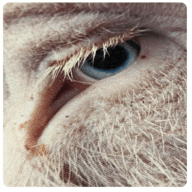 A Gaze That Still Guards Us item