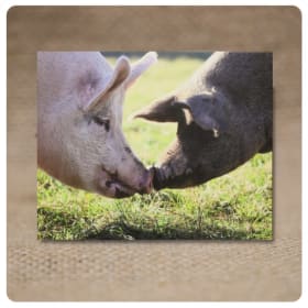 Fay & Prim – Snout to Snout item