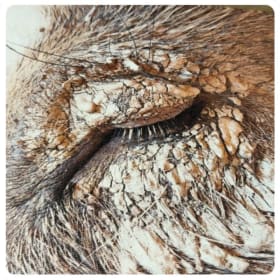 Sanctuary in a Blink item