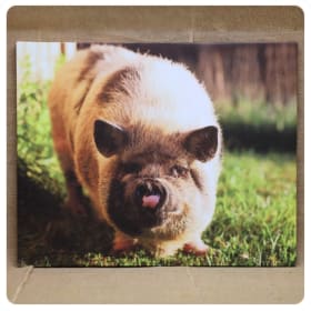 Delilah in the Sunshine item