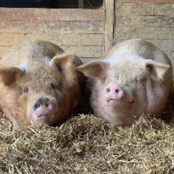 Uplands PEAK Airbnb one-night stay & Tour item