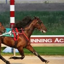 Running Aces Stay and Play Package item