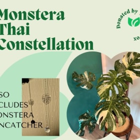 Monstera Thai Constellation and Suncatcher item