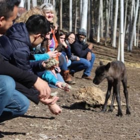 Baby Reindeer Visit at Running Reindeer Ranch (FMV $190) item