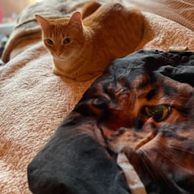 Ozzie the Chain-Smoker Cat item