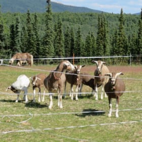 Goat Tour for Six at Photon Farm (FMV $250) item