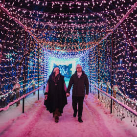 Zoo Lights from Raihan Mahmud item