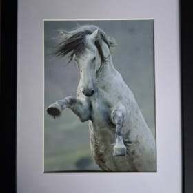Think Again - Wild Horse Photography - Framed item