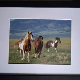 In the Wild - Wild Horse Photography - Framed item