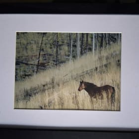 Alberta Morning - Wild Horse Photography - Framed item