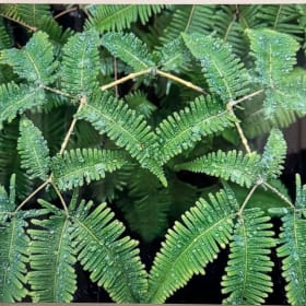 Ma ka Wai ka ʻIke by Justine ʻIolani item