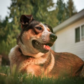 Professional photoshoot or video shoot for your pet item
