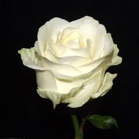 Roses - By the Stem item