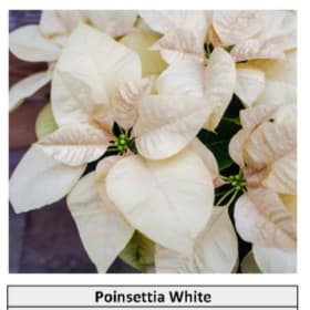 White Poinsettia item