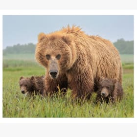 Bear and Cubs - Signed Limited Edition Print by Aditya Datta item