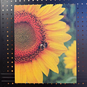 "Sunflower Visitor" on Canvas item