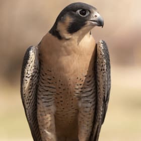 Keep the Care Flowing item