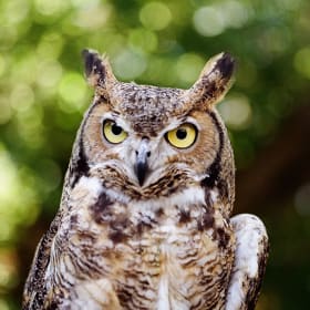 Steward of the Land item