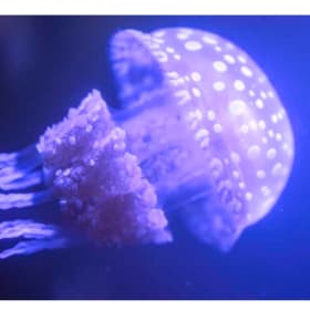 Oregon Coast Aquarium item