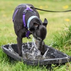 Extra Large Harness item