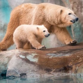 Toledo Zoo Family Membership item