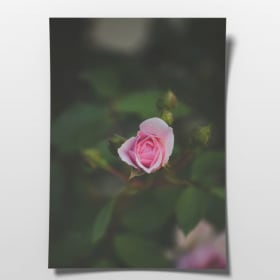 The Rose Blossom 4x6 item