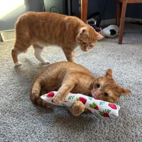 Catnip Kicker - POPULAR ITEM! item