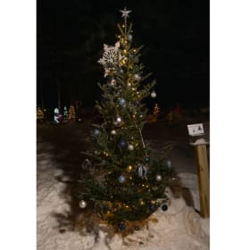 Tree #13 - Lake FX Media item