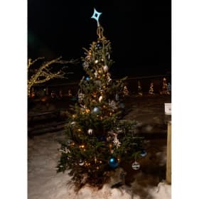 Tree #26 - Northstar Chiropractic item