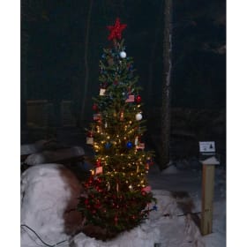 Tree #29 - Representative Curt VanderWall item