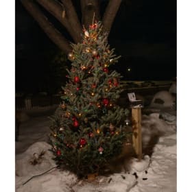 Tree #38 - Turf Care Mole Man item