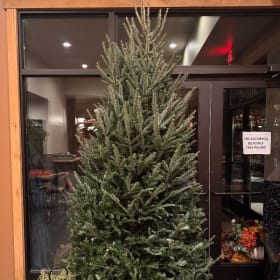 9'+ Live Frasier Fir (1st tree) item