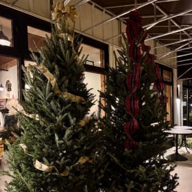 9'+ Live Frasier Fir (1st tree) item