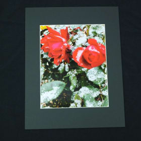Rose Photo Print item