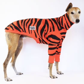 HoundTee Orange Tassie Tiger Sweater - Greyhound Medium item