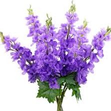 Platinum Sponsor item