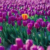 Community Supporter item